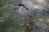 Night Heron at Giza Zoo by Hatem Moushir 7.JPG