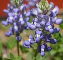 Texas Bluebonnet (Lupinus texensis).jpg