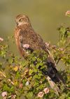 Western Marsh Harrier- Bangalore, India.jpg