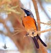 White throat Robin.jpg