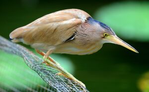 A beige heron with yellow legs and bill stands hunched on a wire mesh above water, its neck folded tightly to its body and hidden among feathers.