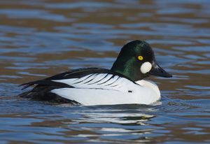 Common Goldeneye (Bucephala clangula).jpg