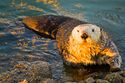 Moss-landing-otter.jpg