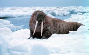 Walrus.jpg