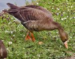 White-fronted.goose.750pix.jpg