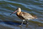 Black-tailed godwit (limosa limosa).jpg