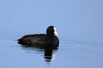 Eurasian coot (fulica atra).jpg