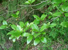 Ficus erecta.