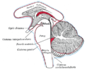 Diagram showing the positions of the three principal subarachnoid cisternæ.