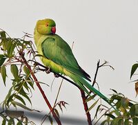 Rose-ringed Parakeet (Psittacula krameri)- Female on a Neem (Azadirachta indica) tree at Hodal Iws IMG 1279.jpg