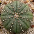 Astrophytum asterias, a cactus.