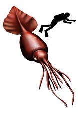 Colossal squid, the largest of all invertebrates[277]