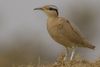 Cream-coloured Courser (Cursorius cursor) Tal Chhapar, Churu, Rajasthan, India February 15th, 2013.jpg