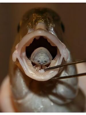 Cymothoa exigua11.jpg