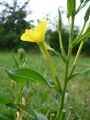 Oenothera biennis 20050825 942.jpg