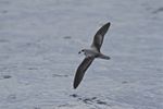 Soft-plumaged Petrel-Albany WA-28-07-2012.jpg