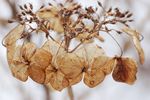 H. m. 'Tokyo Delight' The dried flower heads last well into late winter