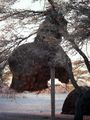 Nest in Etosha