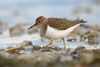 Common sandpiper lake geneva-4.jpg