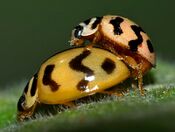 Ladybirds mating