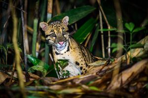 Neofelis nebulosa, Clouded leopard.jpg