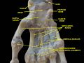 Wrist joint. Deep dissection.Anterior, palmar, view.