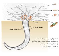 حورية الماء Amphitrite ضمن أنبوبها في الرمل