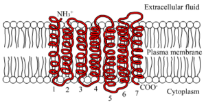 7TM receptor.png