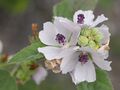 Flower cluster showing purple anthers and stigmas (Canada)