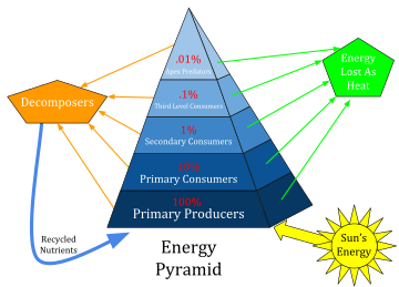 Ecological Pyramid.svg