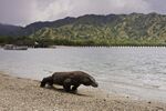 A komodo dragon at the seashore.