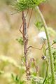 Archimantis latistyla, Large Brown Mantis