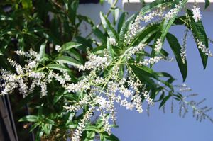 Lippia citriodora 0057.JPG