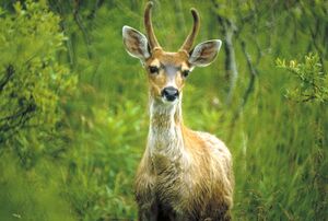 Odocoileus hemionus sitkensis.jpg