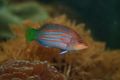 Six-line Wrasse (Pseudocheilinus hexataenia)