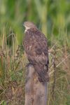 Wespenbussard European honey buzzard Pernis apivorus.jpg