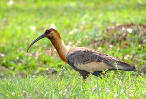 CURICACA ( Theristicus caudatus ).jpg