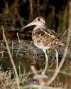 Greater Painted-snipe (Female) I2 IMG 9477.jpg