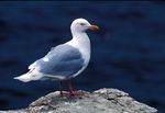 Larus hyperboreus-USFWS.jpg