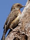 Red-throated Wryneck, Jynx ruficollis.jpg