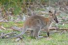 Macropus rufogriseus rufogriseus Juvenile 2.jpg