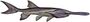 Paddlefish (white background).jpg