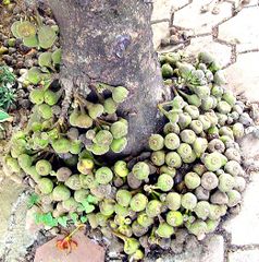 Fruits on the trunk of a Ficus in الهند.