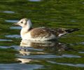 Juvenile plumage Black-headed Gull