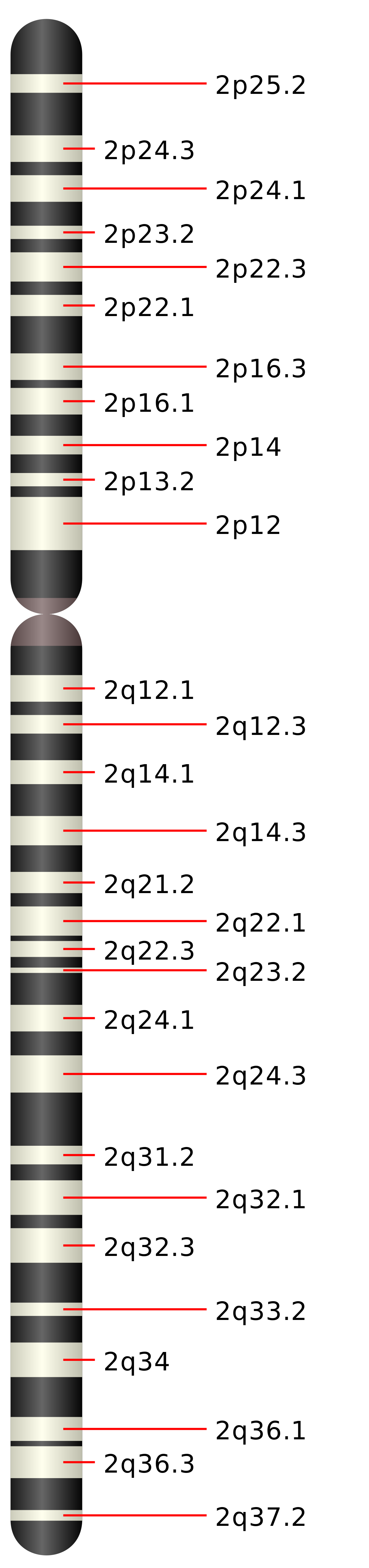 chromosome-2-svg