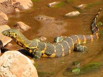 Nile Monitor, Lake Manyara.jpg