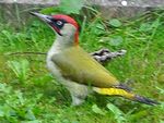 Picus viridis 003.jpg