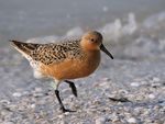 Calidris canutus (summer).jpg