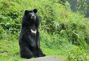 Himalayan bear.jpg