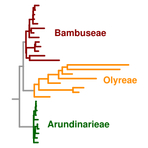 Phylogram showing three groups, one of which has strikingly longer branches than the two others